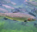 EEID scientists will conduct research on disease resistance in fish such as trout and salmon.